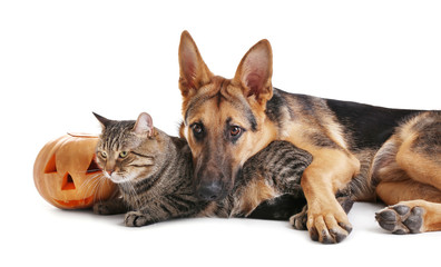 Cute shepherd dog and cat with Halloween pumpkin on white background
