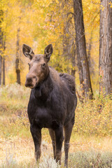 Cow Moose in Fall