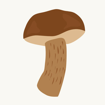 boletus. eatable mushroom. vector illustration