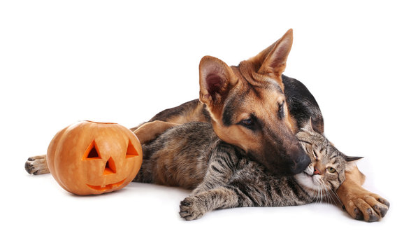 Cute Shepherd Dog And Cat With Halloween Pumpkin On White Background