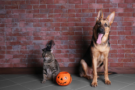 Cute Shepherd Dog And Cat With Halloween Lantern Near Brick Wall