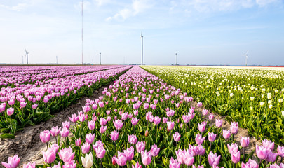 Tulips in Holland