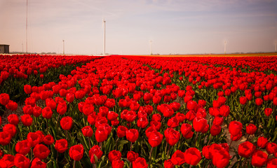 Tulips in Holland