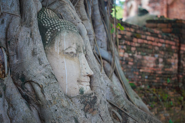 Buddha in the roots.