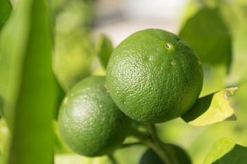 Orebic,small green  limes, peninsula Peljesac, Croatia