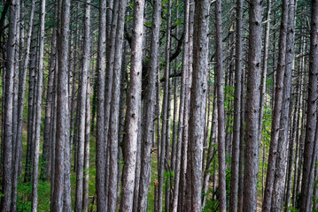 Fototapeta premium Walk through the woods 2