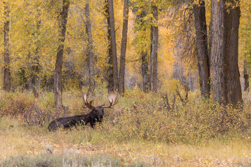 Bull Moose Bedded in Fall