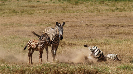 Obraz na płótnie Canvas Die Zebras