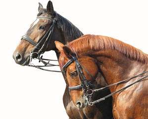 Portrait of two brown horses isolated on white