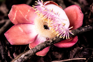 Cannonball Flower on Dry Leaves Background