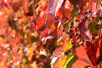 Сolors of autumn. Autumn  wild grapes with red leaves