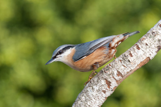 Kleiber klettert Birke herab