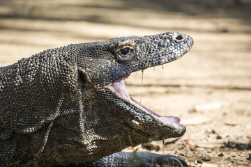 The Komodo dragon