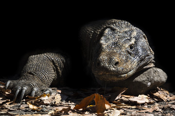 The Komodo dragon