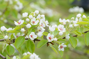 Blossoming branch of a tree in a spring garden