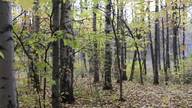 Лиственный лес с березами и осинами тихим осенним днем