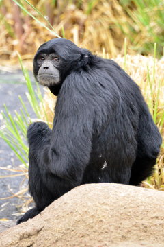 Siamang Gibbon