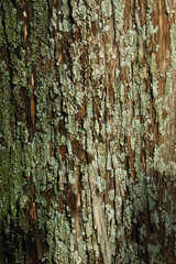 The trunk of an old cypress