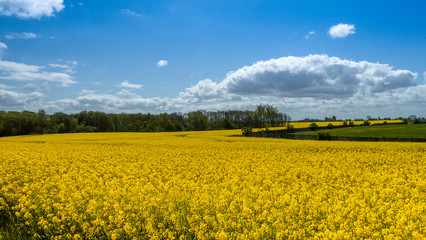Fototapeta premium Der Raps in voller Blüte