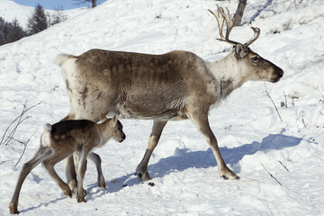 A newborn fawn with her mother in a snowy forest. Moma Ridge, Yakutia, Russia.