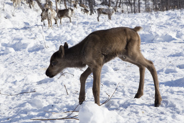 Naklejka premium A newborn fawn in the snow. Moma Ridge, Yakutia, Russia.