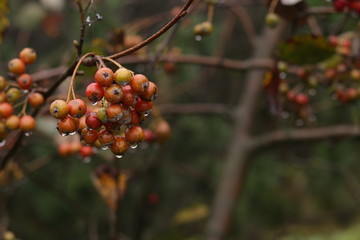 Beeren im Herbst aus Oberhof