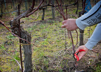 Processing and care of the vineyards