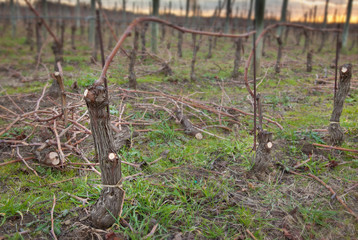 Processing and care of the vineyards