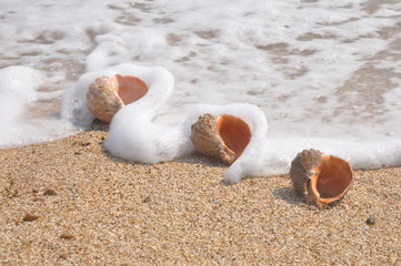 Shells on the sand coast in sea foam