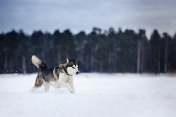 Dog breed Siberian Husky running on a snowy