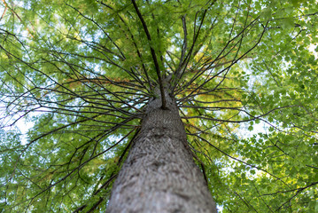 Fototapeta premium looking up at a tree with green leaves