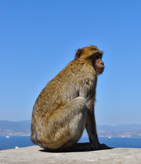 Macaque monkey sits on Rock of Gibraltar. Side view.
Clear blue sky background.