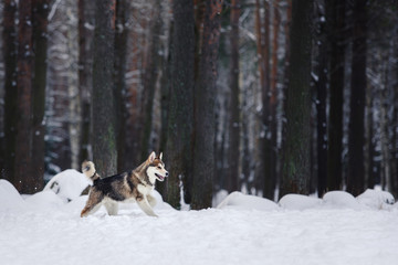 Fototapeta na wymiar Dog breed Siberian Husky running on a snowy