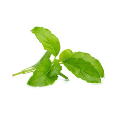 Sweet basil leaf isolated on white background