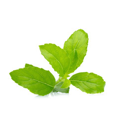 Sweet basil leaf isolated on white background
