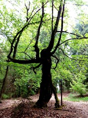 Obraz premium gruseliger Baum