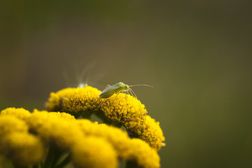 A macro image of the Capsid bug, feeding on Tansy, Tanacetum vulgare.