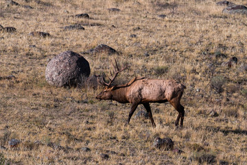 Bull Elk