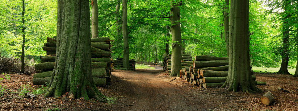 Fototapeta Piles of Lumber along Dirt Road through Green Forest