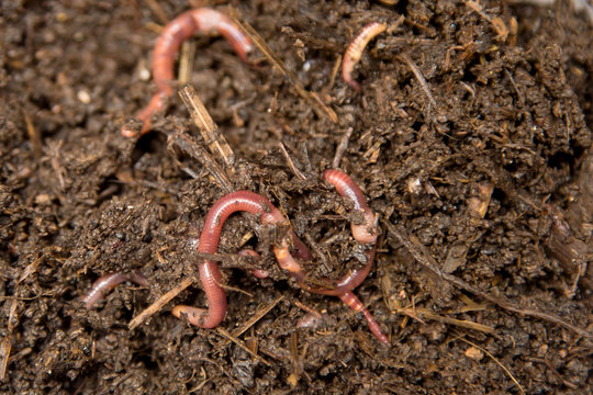 Earthworms (Dendrobena Veneta) for Fishing or Compost
