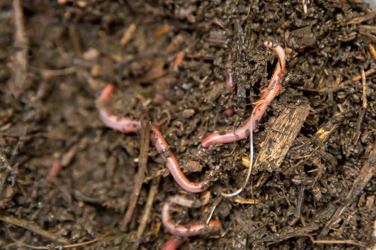 Earthworms (Dendrobena Veneta) for Fishing or Compost
