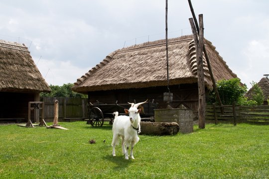 white goat in front of an old farmstead
