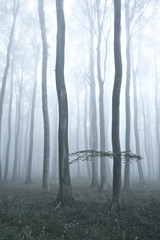 Forest of Beech Trees in Dense Fog, desaturated, faded colours