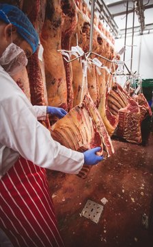 Butcher hanging red meat in storage room