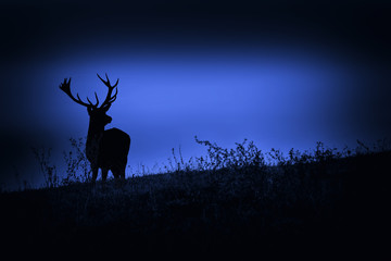 Silhouette di un cervo nel bosco 