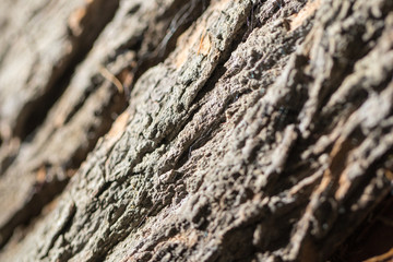 Tree Skin Backlight 01