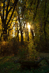 beautiful sunset in the forest, the trees in the back light, a large vase with flowers in the foreground