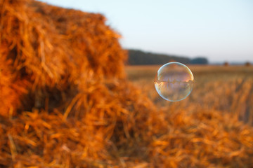 Soap bubble floating in the air. Flying   on the grass field background.