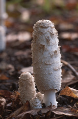 Coprinus comatus mushrooms