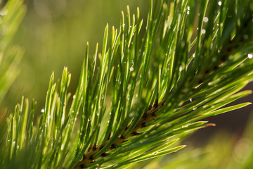 Branch of pine-tree with waterdrops after rain
